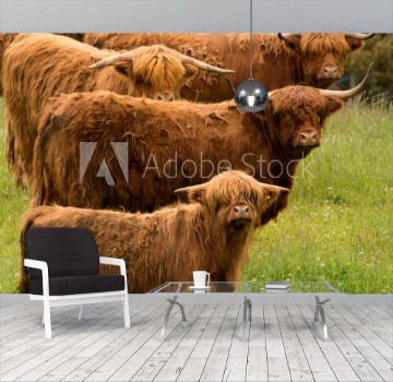 Picture of Group of Highland Longhorn Cattle in Triangular Pose